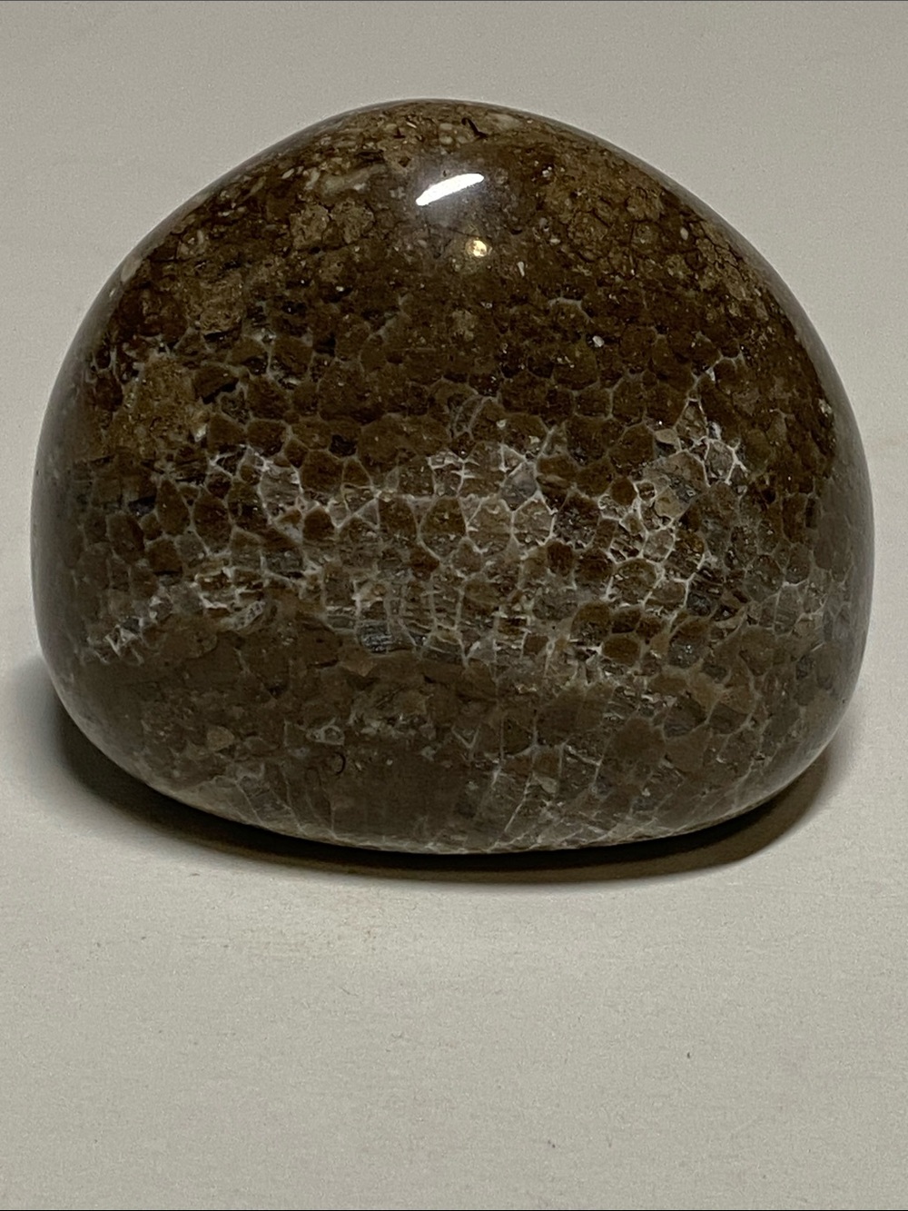Polished Petoskey Stone Coral Michigan Rock 6.8 oz